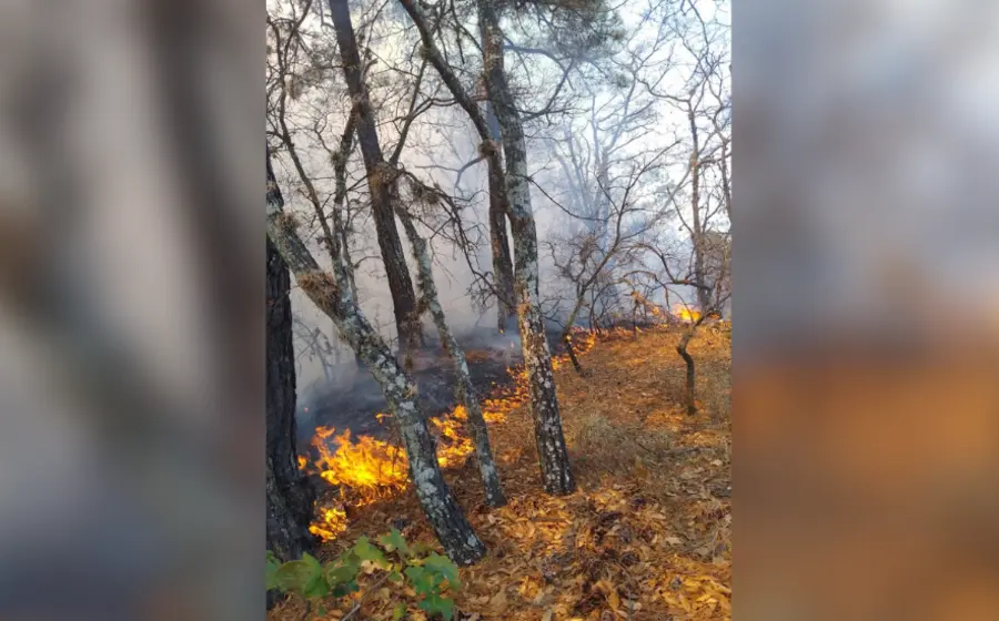 Incendio forestal