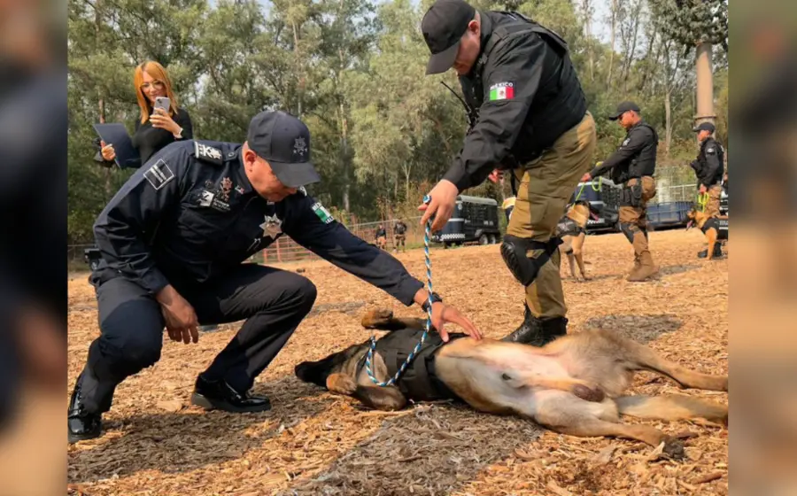 Perro policía