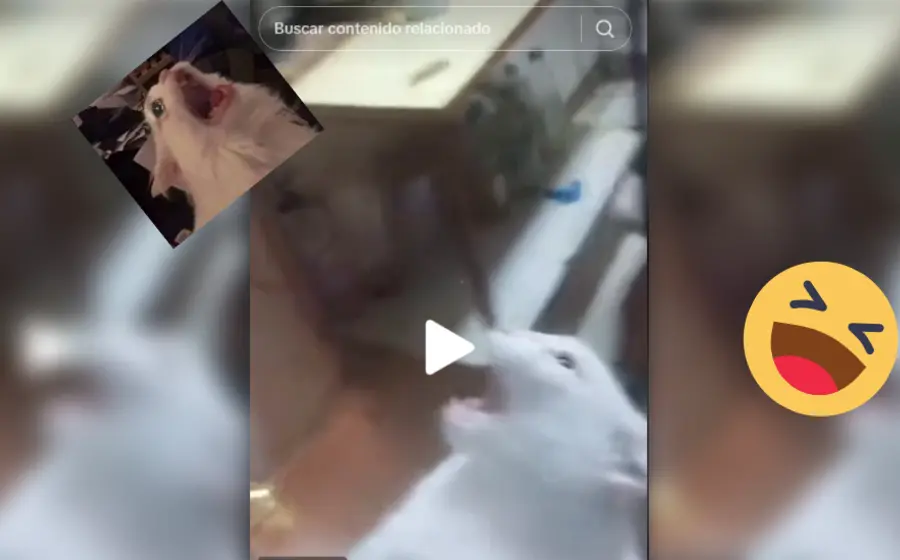 Gatito asustado