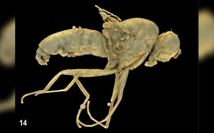 Fósil del insecto encontrado
