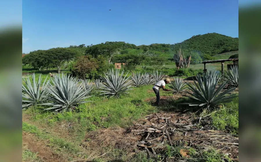 Plantíos 