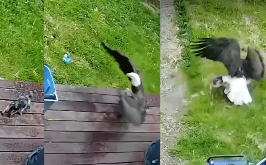 aguila-roba-perrito