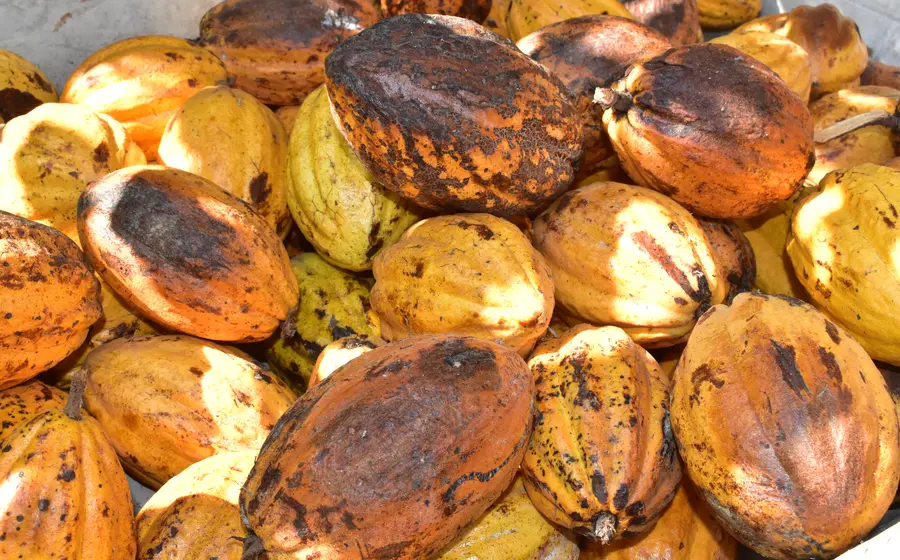 cacao
