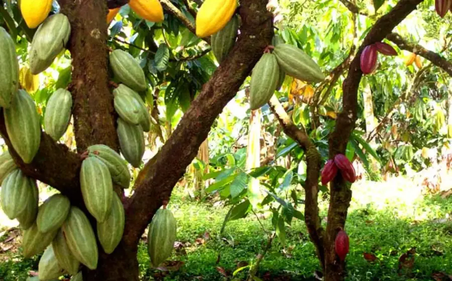 Sembradío de Cacao