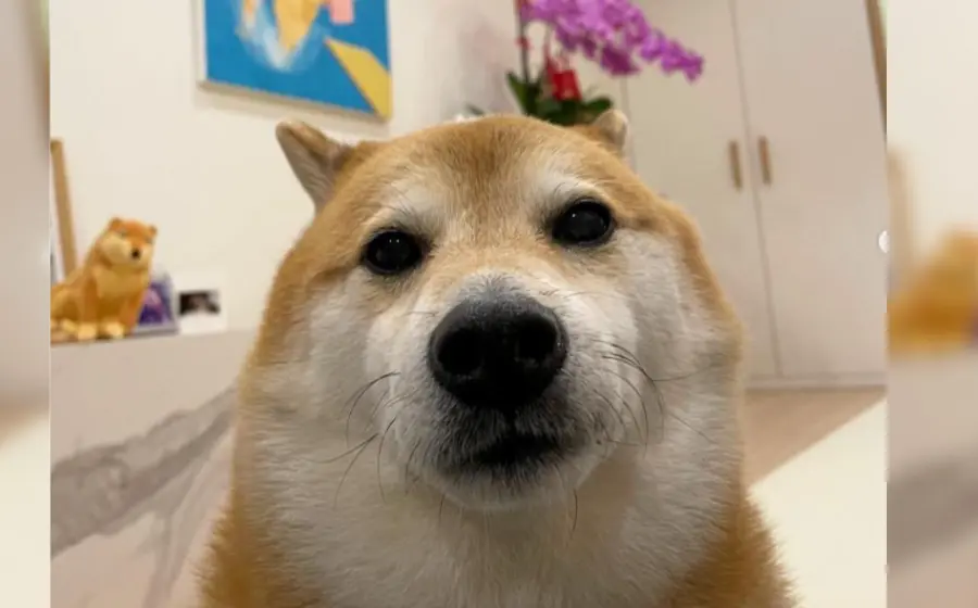 perrito_cheems_padece_cancer_pulmones