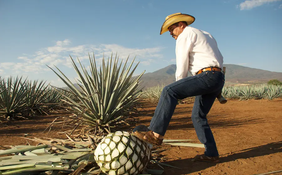 corazon-maguey