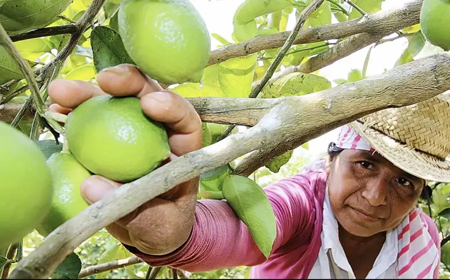 cosecha_limones