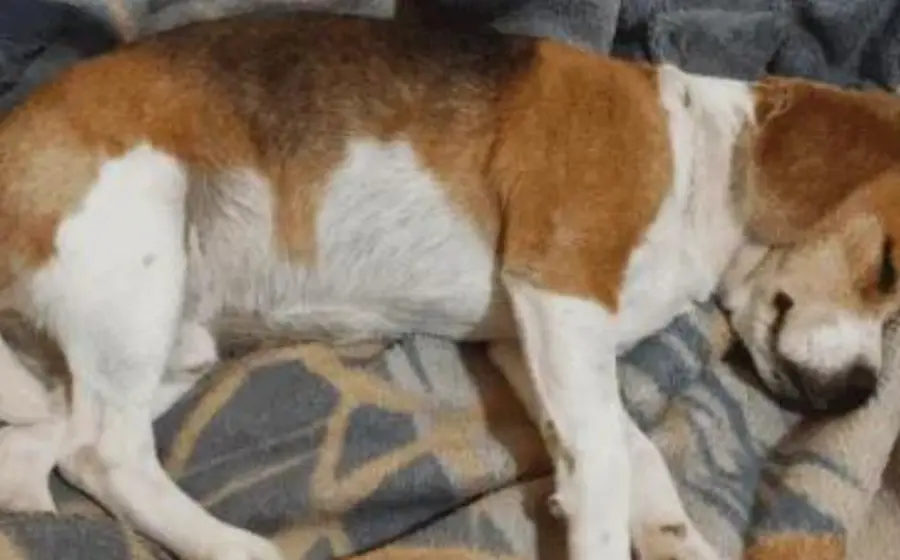 perro_detenido_en_comisaria
