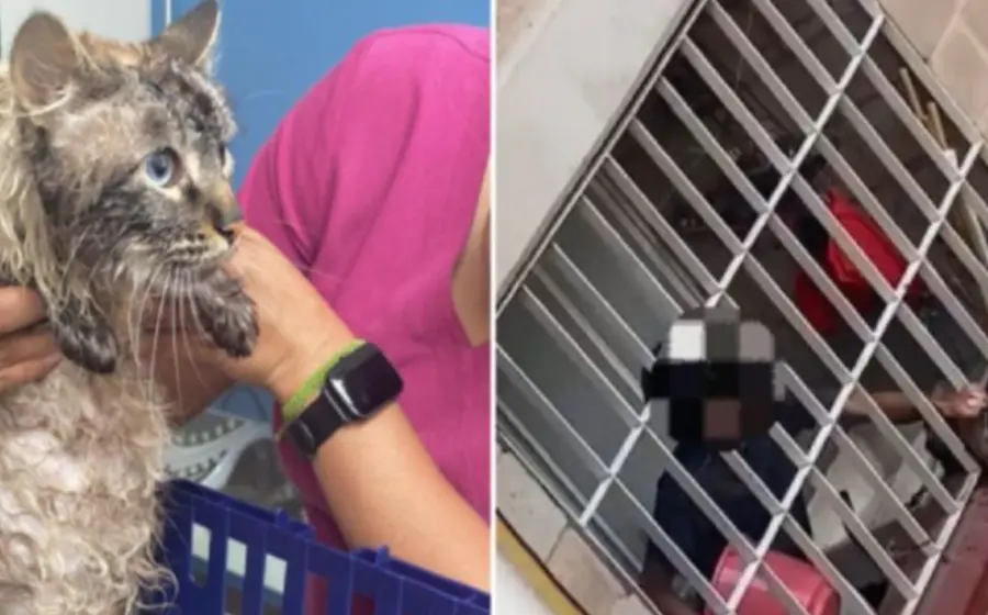 felino_violentado_puñetazos_por_su_humano