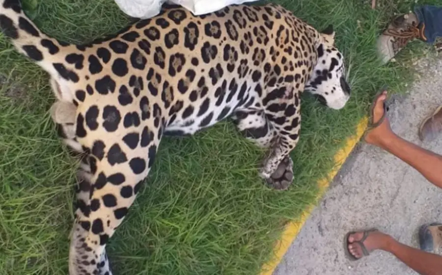 atienden_jaguar_atropellado