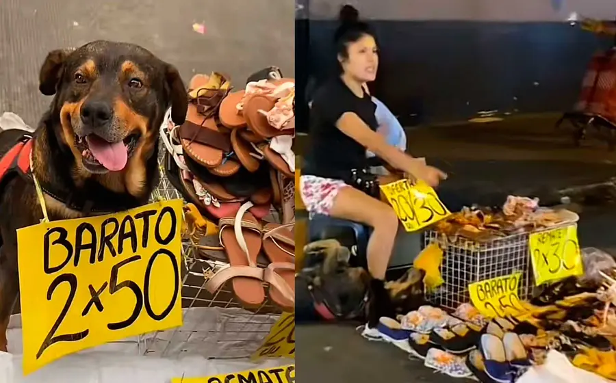 perrito 
