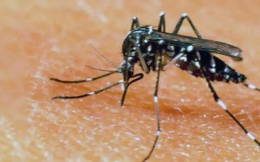 mosquito-dengue