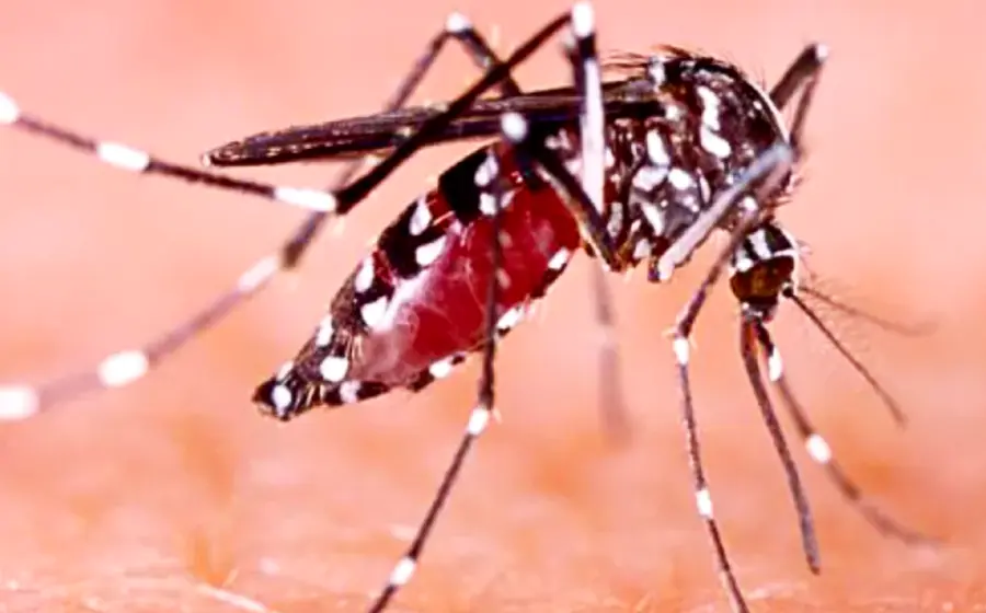 mosquito-dengue