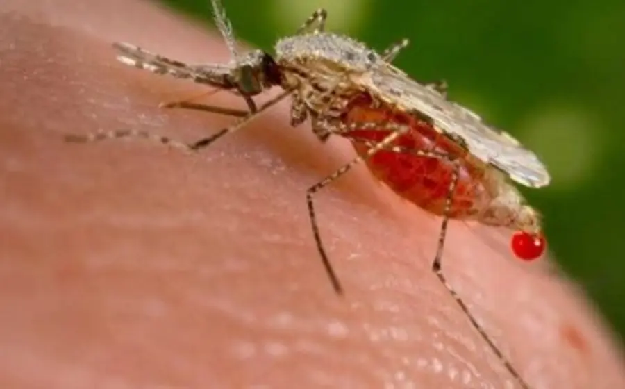 mosquito-paludismo