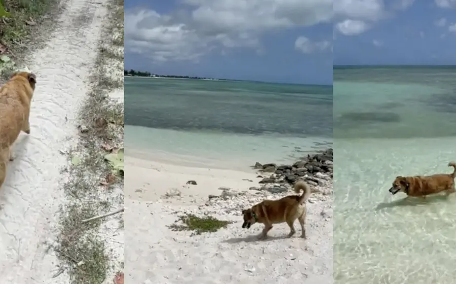 perrito-guia-turistas