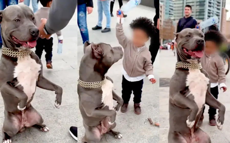 pitbull_ataca_niño_que_lo_golpeo