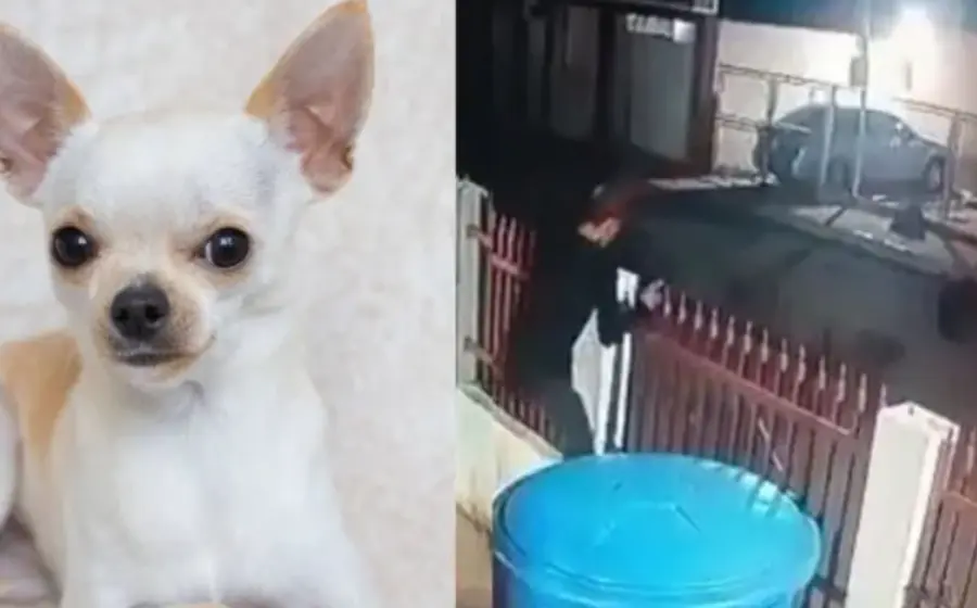 perritos_chihuahua_guardianes