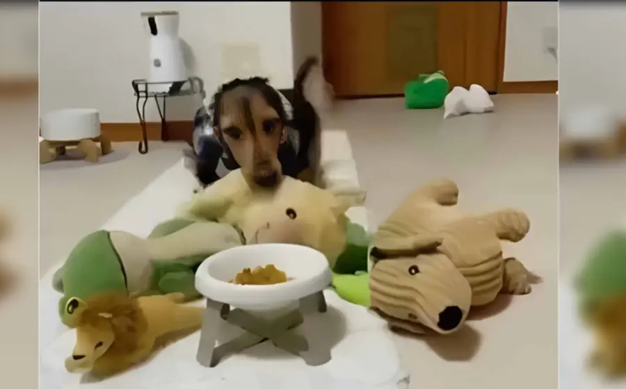 lomito_juega_con_amigos_peluches