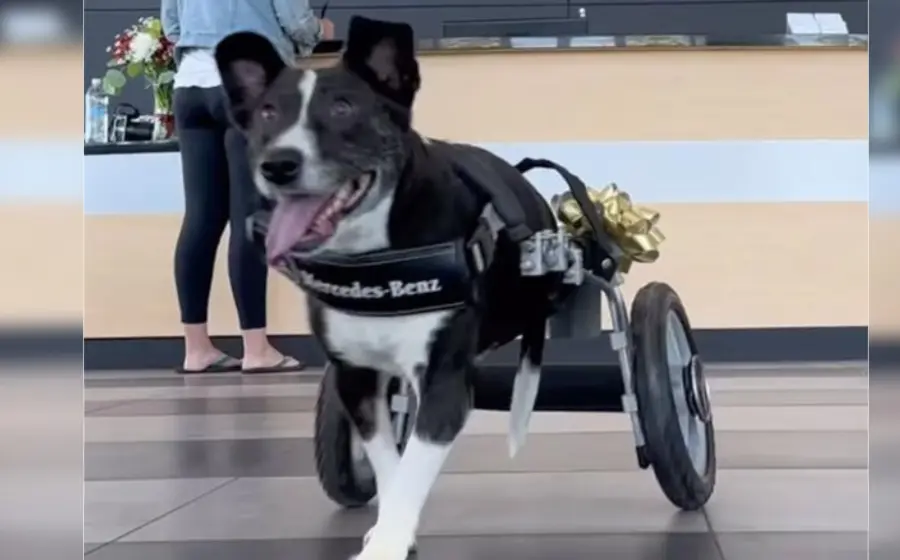 regalan_ruedas_perrito_sin_patas 