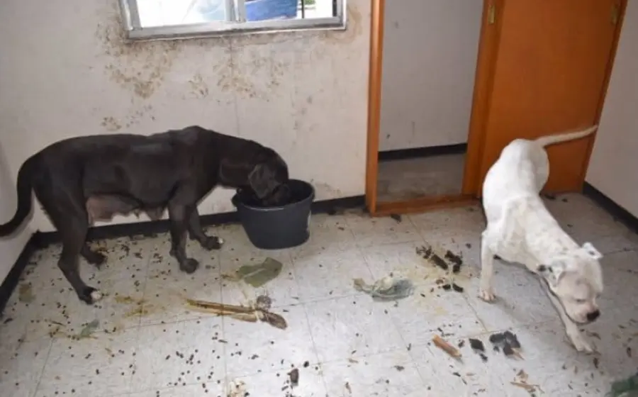 perros_condiciones_insalubres_pareja_agresora