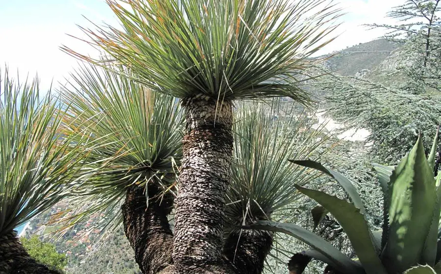 planta