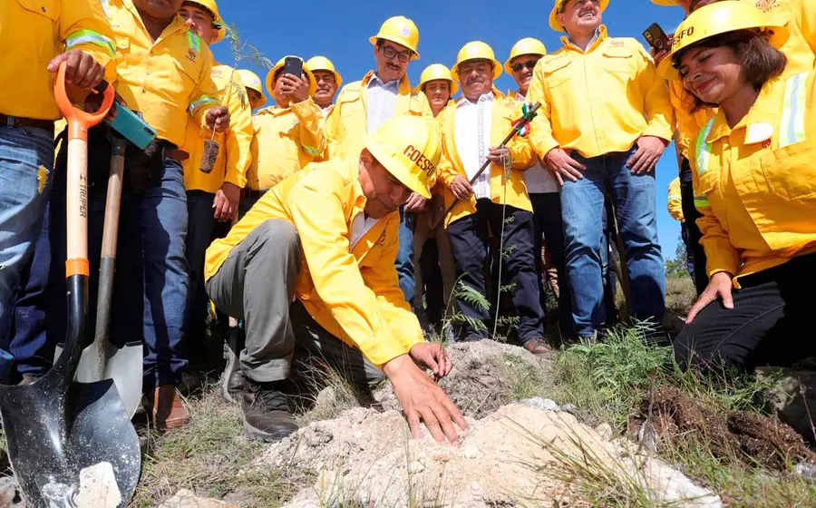 reforestacion 