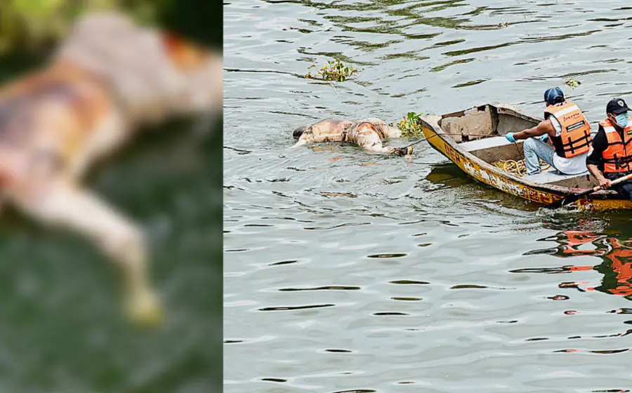 Fue encontrado en el río