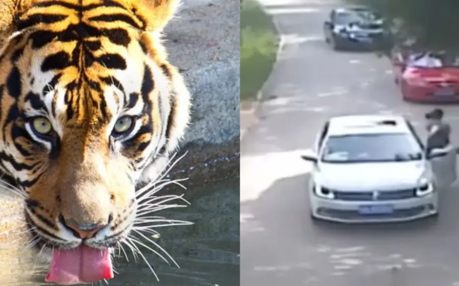 muere_mujer_ataque_tigre_siberiano