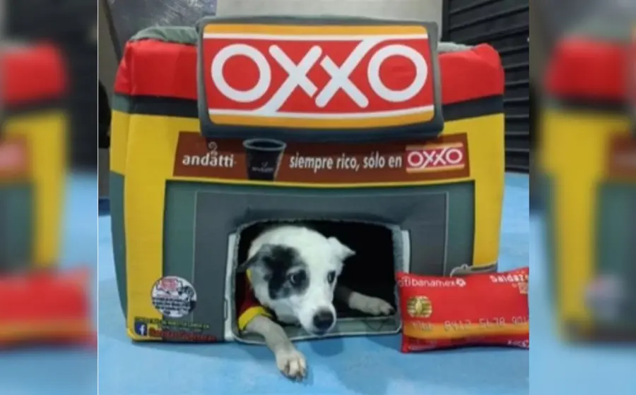 camita_tipo_oxxito_para_perro