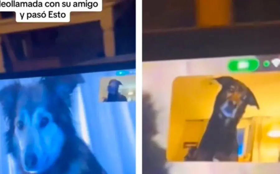 lomitos_se_hacen_videollamada