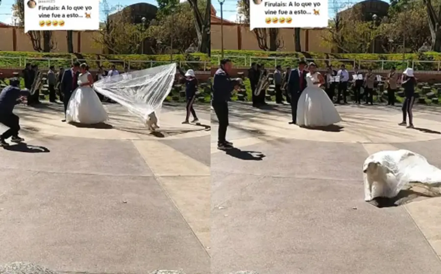 perrito_se_roba_velo_novia