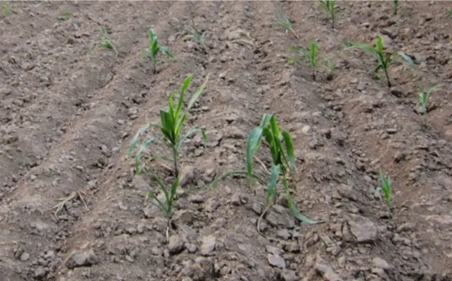 Campos de arado 