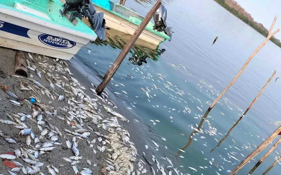 mortandad_peces_laguna_zapotalito_tututepec
