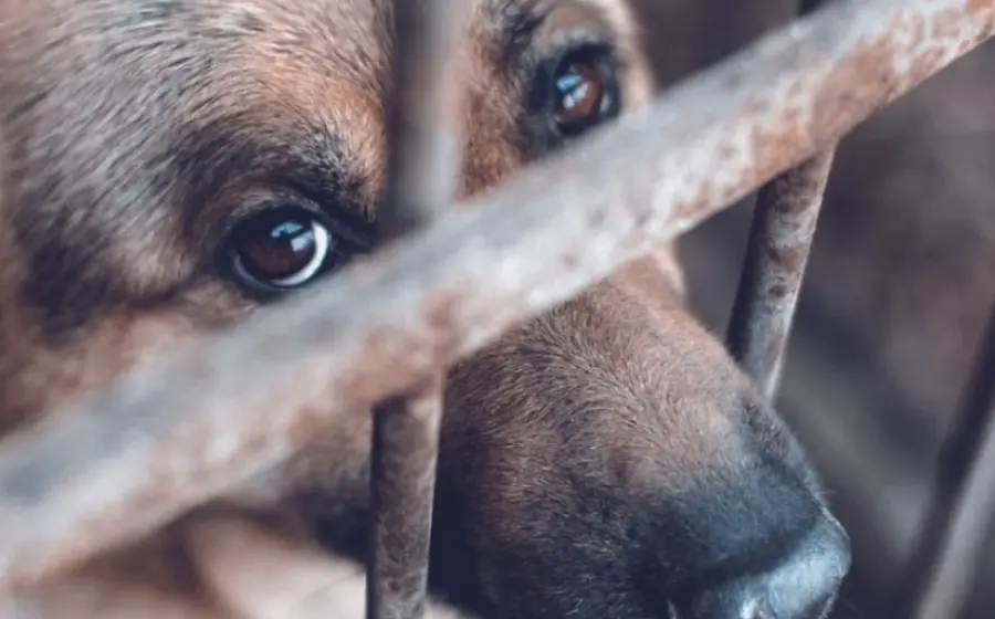 Perrito encerrado
