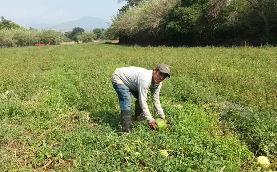 productor 