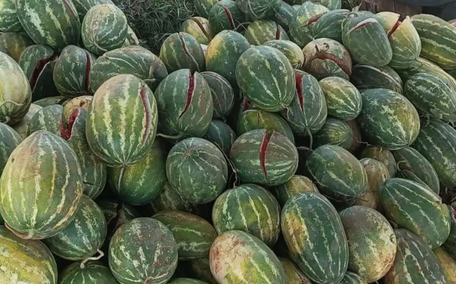 cosecha-sandia