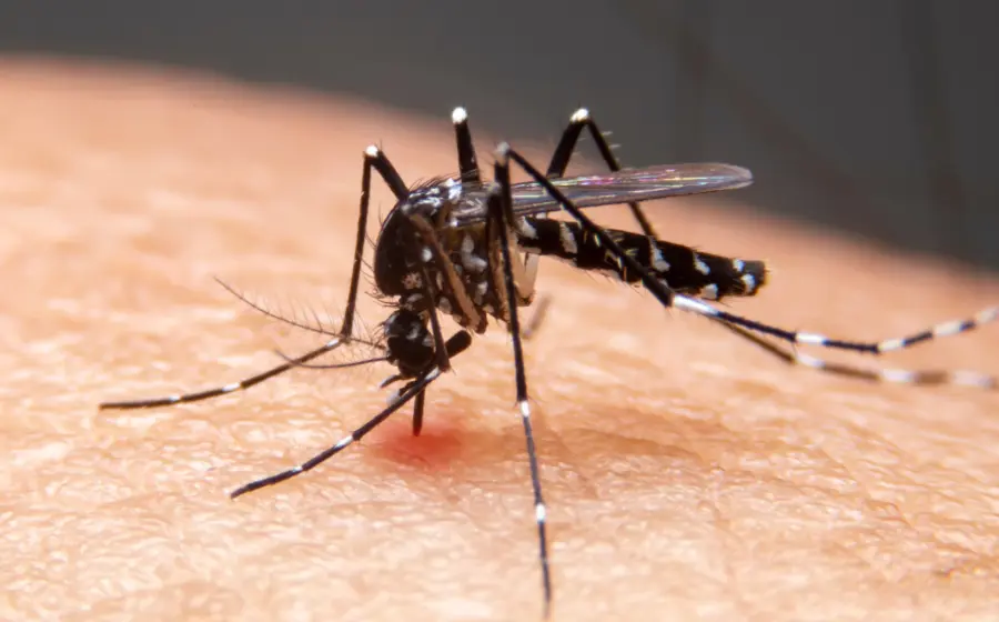 dengue-mosquito