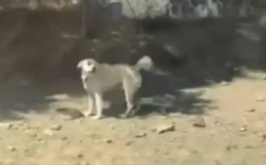 balean_a_perrito_hasta_matarlo