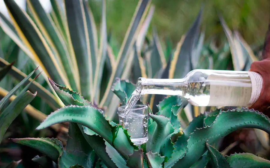 mezcal 