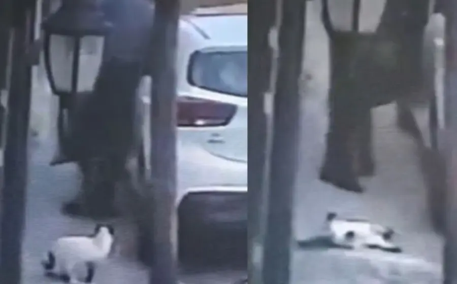 sujeto_ultima_gato_en_la_calle