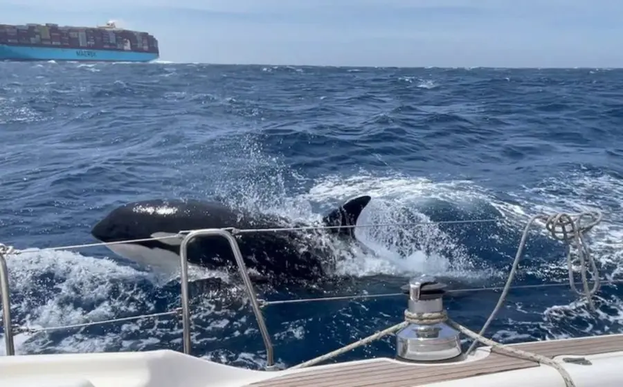 orca 