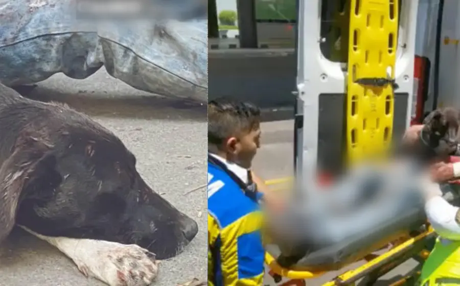 golpean_migrante_defiende_perrita_asalto