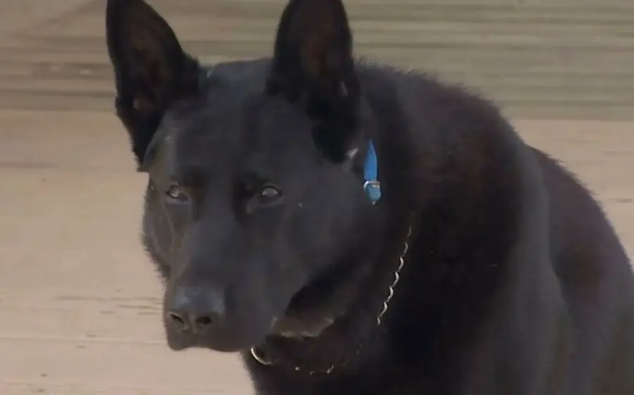 perrito 