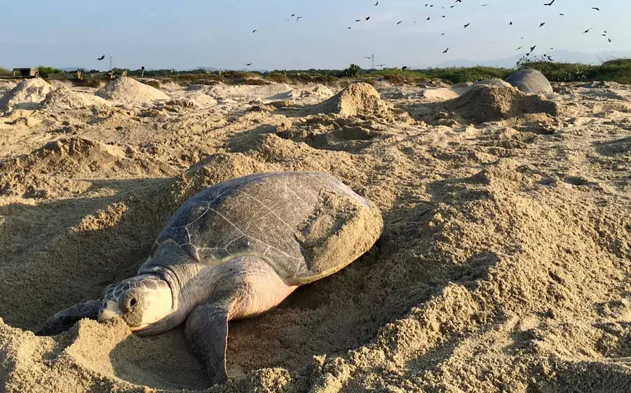 tortugas 