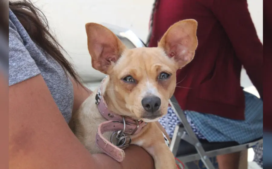 ofrecen_servicios_gratuitos_para_mascotas