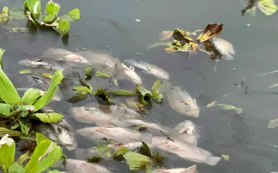 peces 