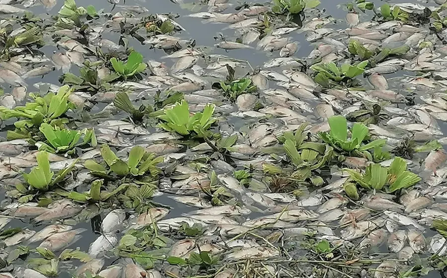 peces 
