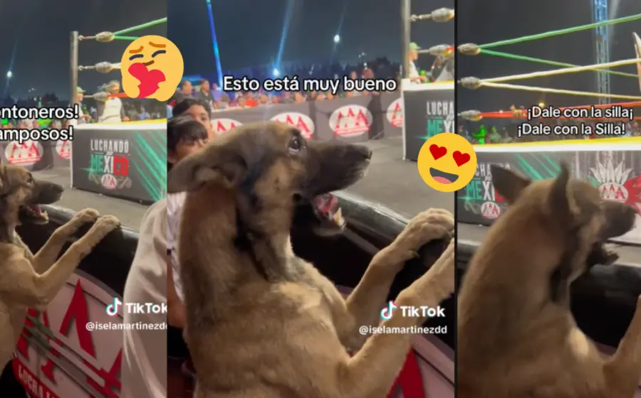 perrito-lucha-libre
