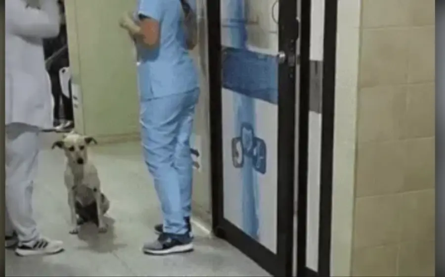 perrito_espera_a_su_humano_hospital