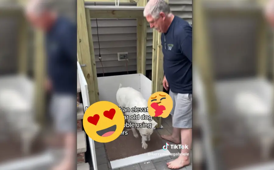 construyen_elevador_para_perrita_mayor